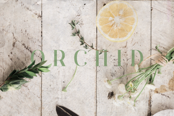 Orchid Font Review: A Practical Guide for Designers and Creators